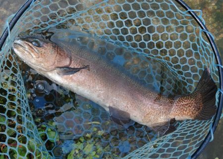 三連休直後は釣れるのか ～フィシングパーク高島の泉～